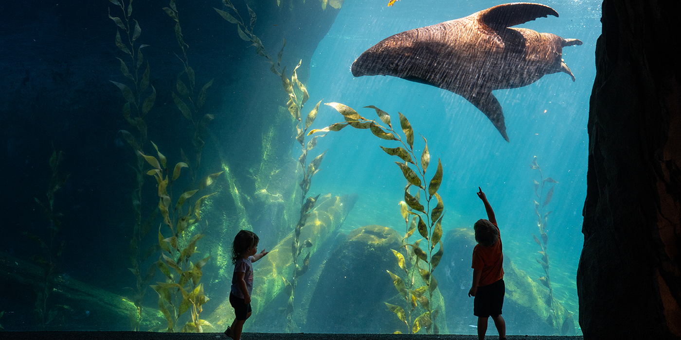 National Zoo Tickets: Free Entry & Booking Your Smithsonian Visit